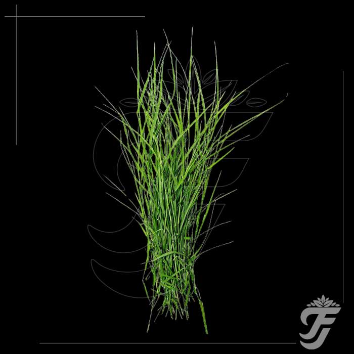 Arugampull(Dhub grass) Bunch - Ideal for Ganesh Chaturthi/Vinayaka Chaturthi