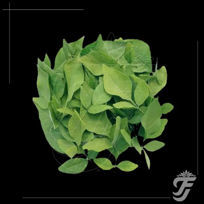 Bael Leaves - 11 leaves in a pack