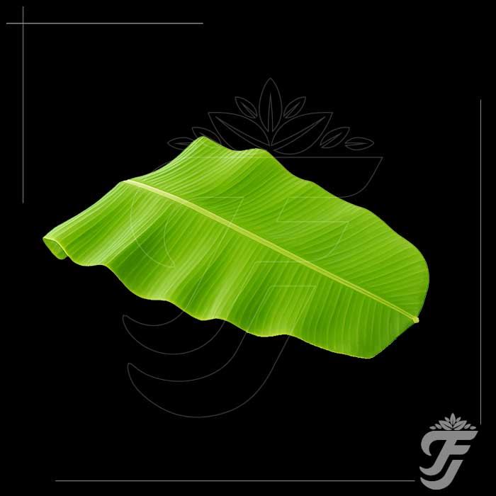 Banana Leaves(1 Bunch - 5 Leaves)