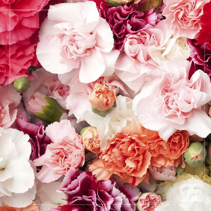 Carnation Mixed Colour - 200grams