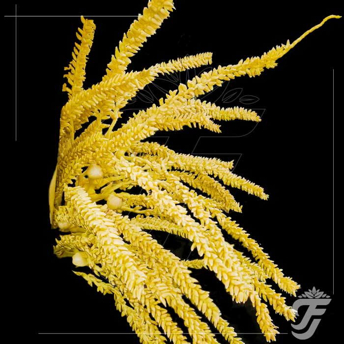 Coconut flower - NOTICE ( 15 DAYS PRIOR ORDERING )