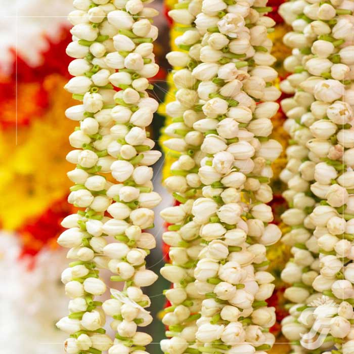 Jasmine Strings - 1m Length