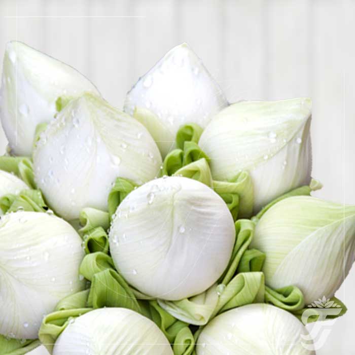 Lotus White - 5 Buds in a pack  ( AVAILABLE UNTIL DIWALI )