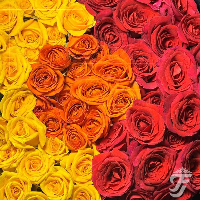 Button Rose Mixed Colour - 200grams