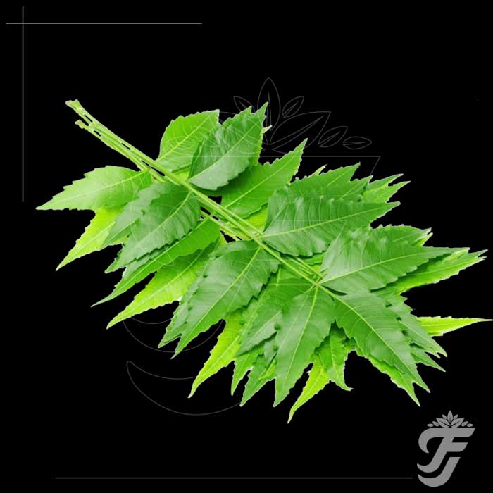 Neem Leaf - fresh