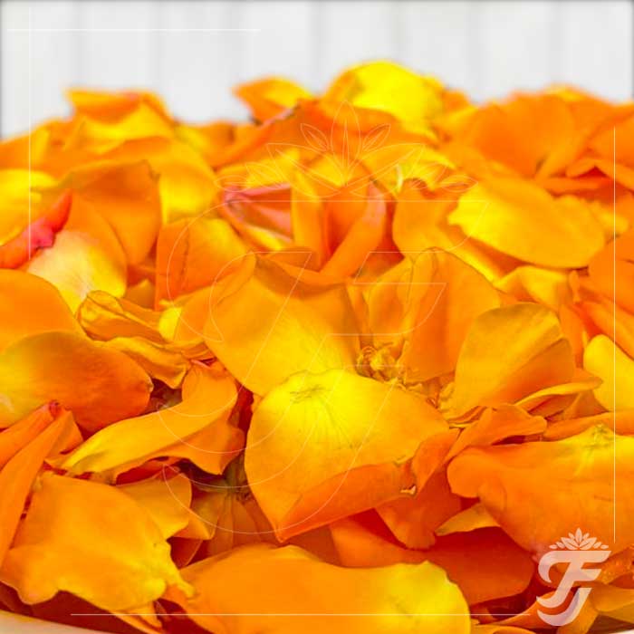 Button Rose Orange Petals