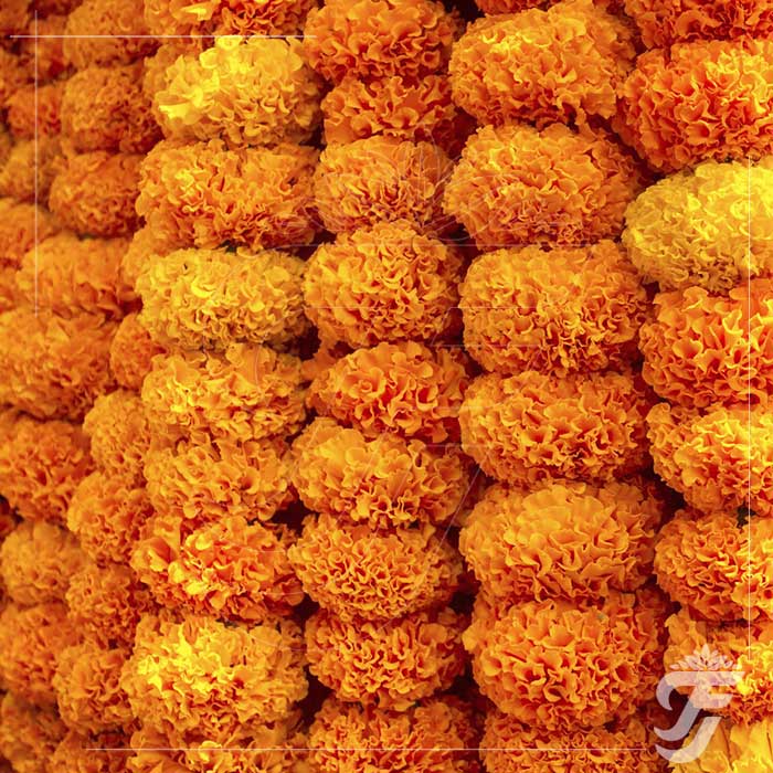 Marigold Strings Orange