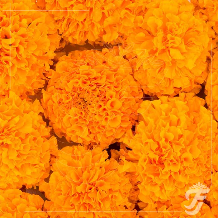 Marigold Orange