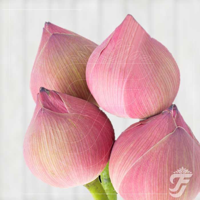 Lotus Pink - 5 Buds in a pack ( AVAILABLE UNTIL DIWALI )