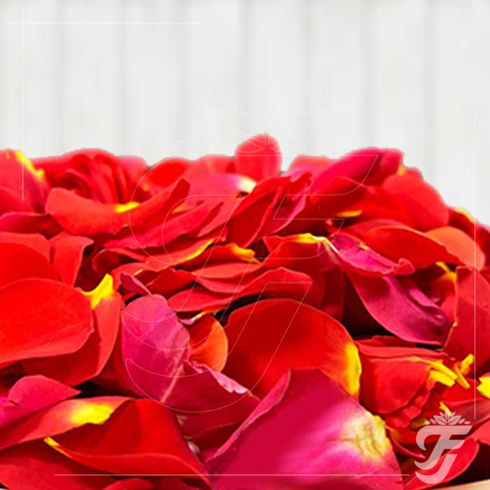 Button Rose Red Petals