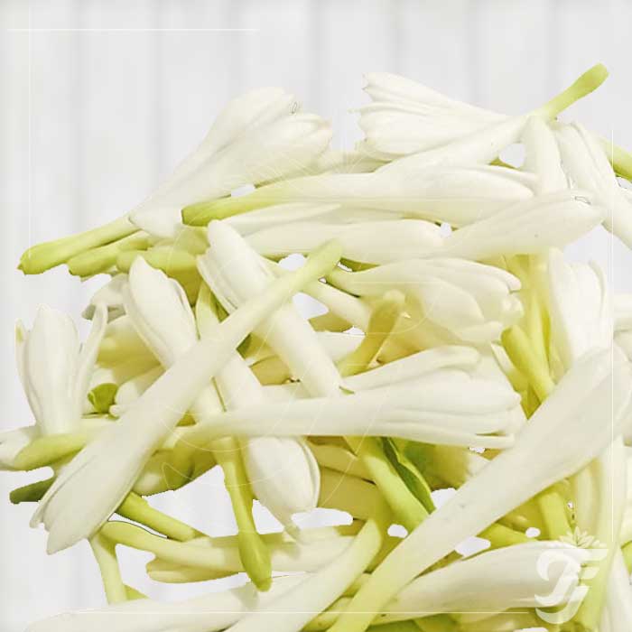 Tuberose