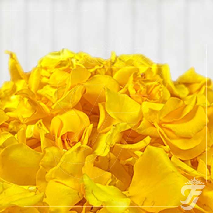 Button Rose Yellow Petals