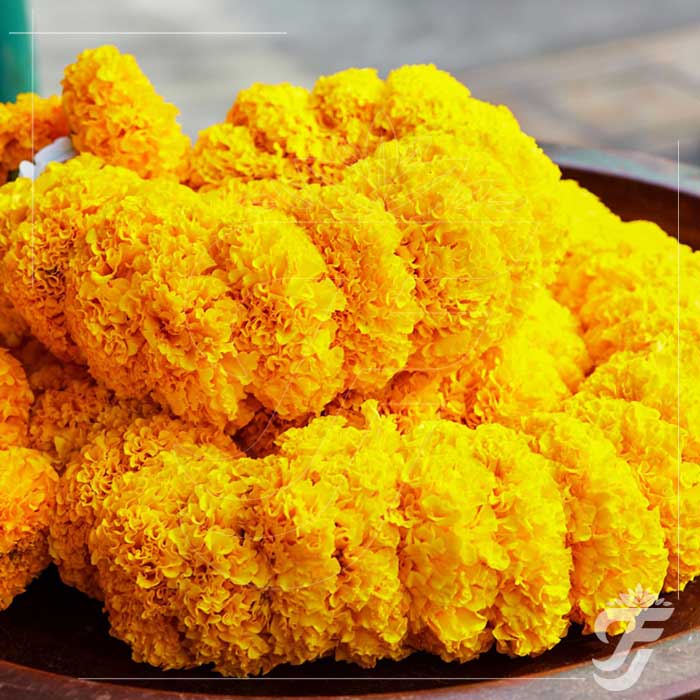 Marigold Strings Yellow