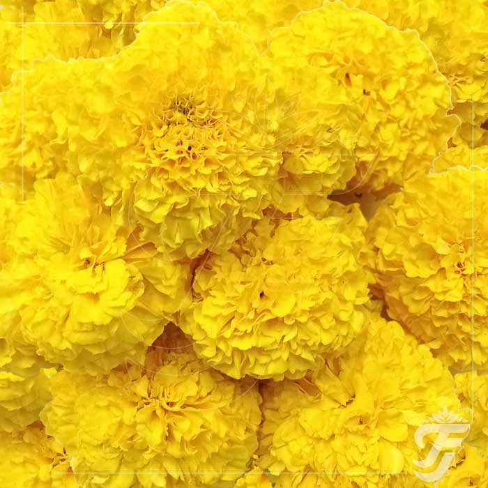 Marigold Yellow