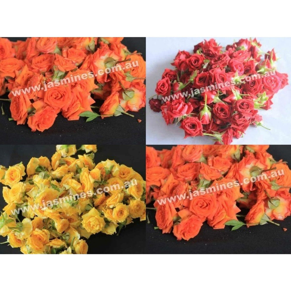 Button Rose Color Button Rose Mixed Colour - 100grams – Fresh Jasmines Online Store