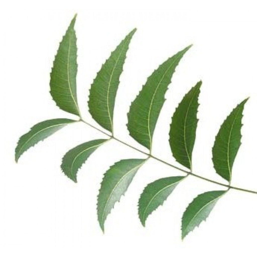 Neem Leaf - fresh