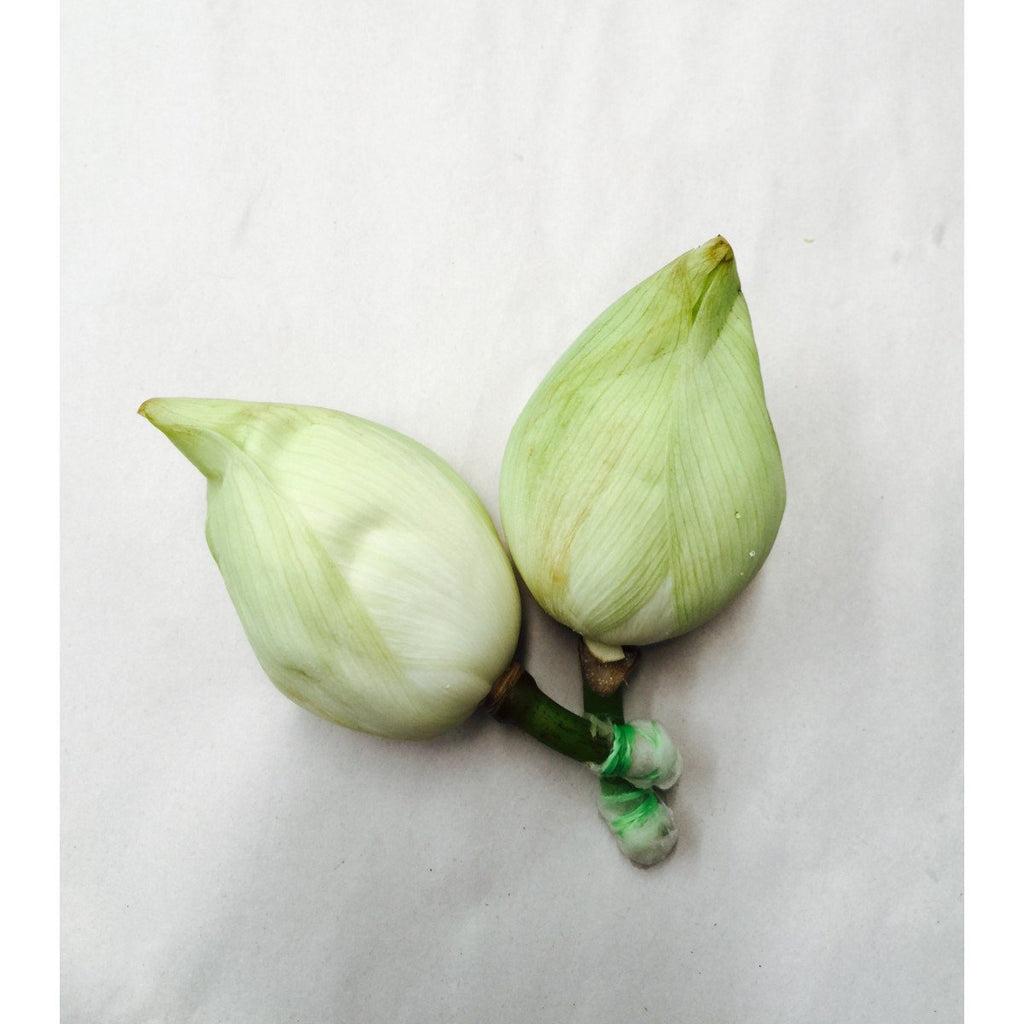 Lotus White - 5 Buds in a pack ( AVAILABLE FOR DUSSEHRA AND DIWALI ONLY )