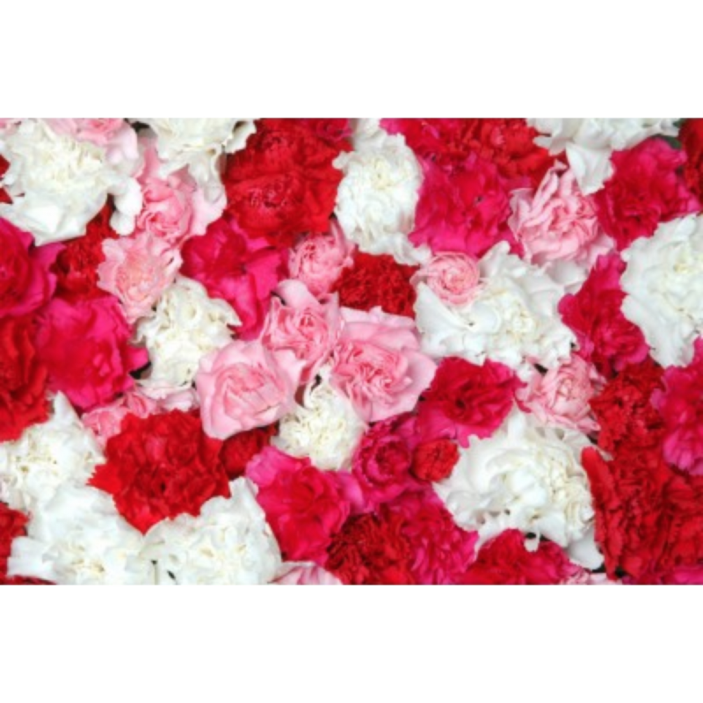 Carnation Mixed Colour -1kg